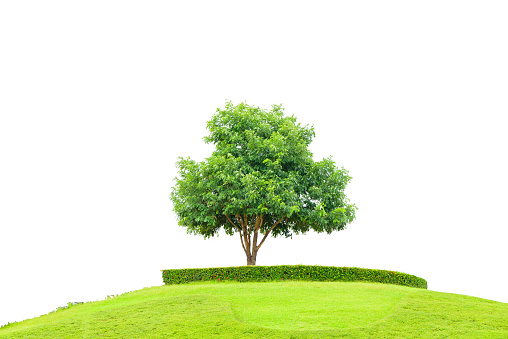 Tree and field of grass on small mountain for success concept  isolated on a white background with clipping path.