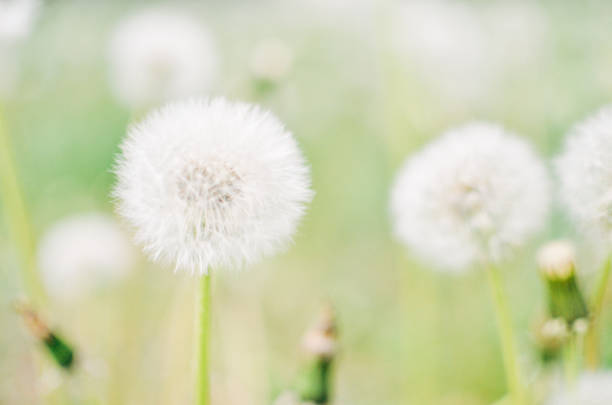 istock Dandelion seed outdoors in white and green colors 822015818