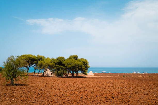Agricultural field on the Adriatic sea in the summer day. agriculture along the coastline of mediterranean in southern Italy,Puglia,in a summer morning of july. trulli house stock pictures, royalty-free photos & images