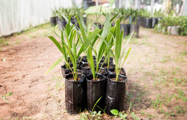 istock nursery date palm plant in garden 822023968