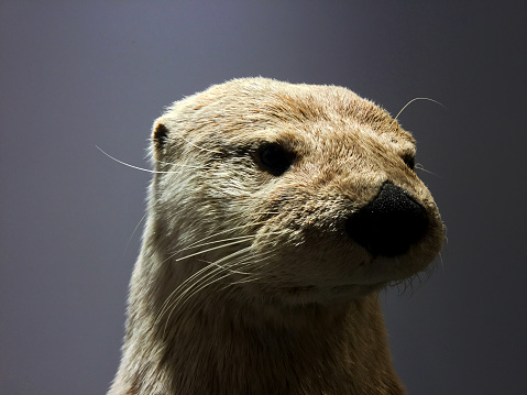 A photograph of an Otter close-up. (Not in Wild)