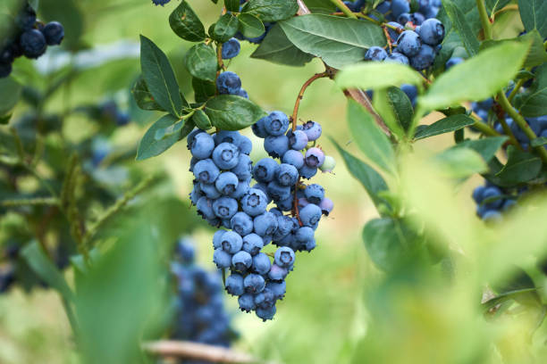 arándanos orgánicos frescos en el arbusto. colores vivos. - blueberry fotografías e imágenes de stock