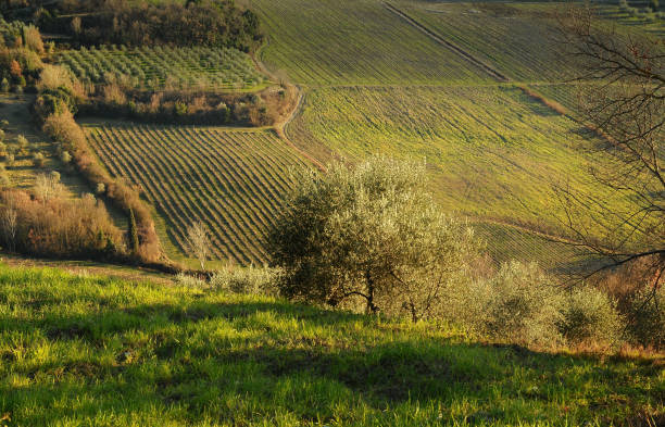 グレーヴェ ・ イン ・ キャンティ フィレンツェ近くで田舎の田園風景 - tuscany florence italy chianti region italy ストックフォトと画像