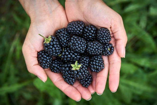 istock Fresh picked blackberries in a girls hands. With copyspace. 822041036
