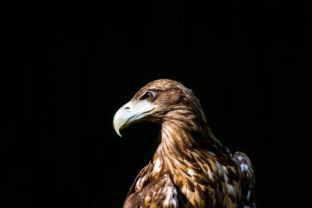 istock Noble eagle, photo on a black background 822043296