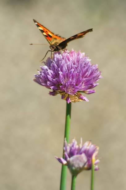 istock Tortoise butterfly on a flowers chives 822044352