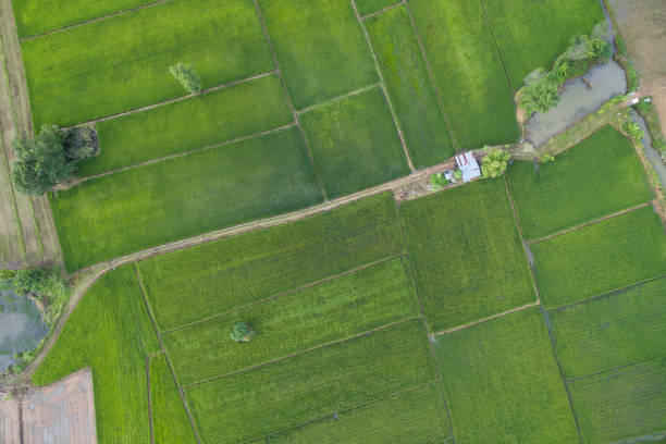 istock Paddy rice field view from top, bire eye view by drone 822045620