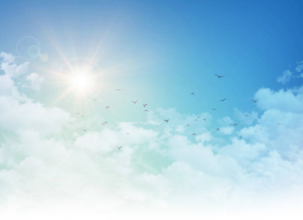 Birds flight in rising sun Early morning blue sky in sunrise, white clouds and free birds flying away dove bird photos stock pictures, royalty-free photos & images