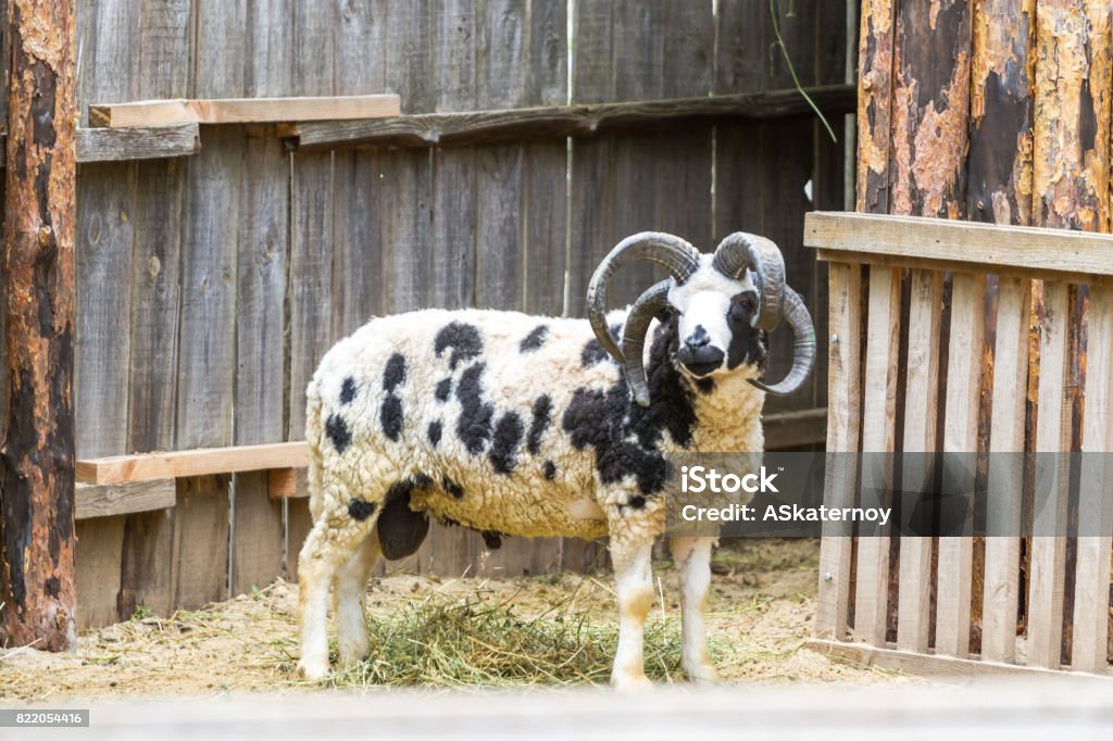 Fourhorned Ram Stock Photo - Download Image Now - Sheep, Agriculture, Animal  - iStock