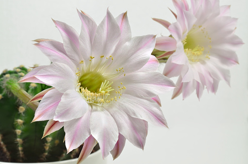 close up of a queen of the night cactus with two blossoms, close up, macro, white background