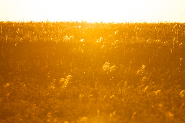 Field of blooming grain, wheat in sunny, warm summer sunset, against the sun.