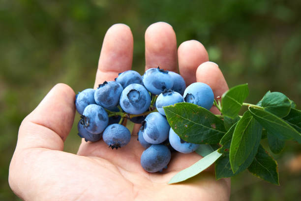 istock Male hand is picking fresh organic blueberries from the bush. 822060708