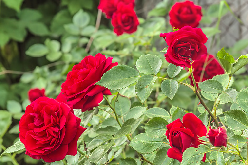 Flowers red climbing rose on the background of a flower bed, close up