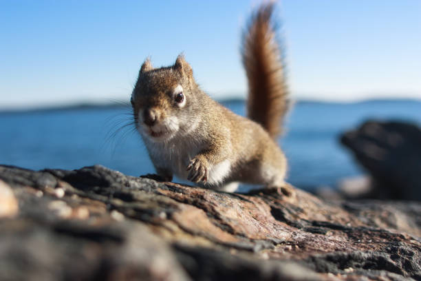 eichhörnchen versuchen zu essen, brot, auf felsen, meer, blauer himmel und meer im hintergrund - atlantic coast flash stock-fotos und bilder