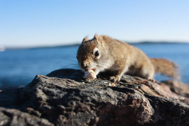 eichhörnchen fangen brot, lebensmittel, verwendung mund auf felsen, meer, blauer himmel und meer im hintergrund - atlantic coast flash stock-fotos und bilder