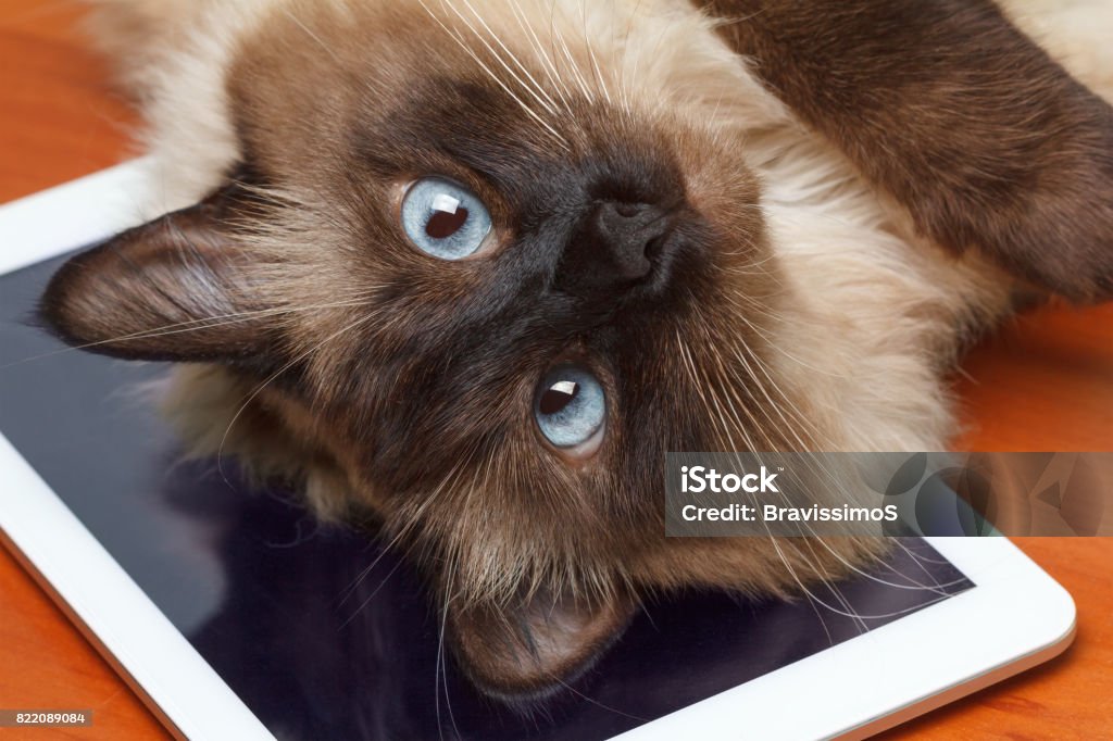 Süße Katze spielt auf dem Tablet. - Lizenzfrei Hauskatze Stock-Foto