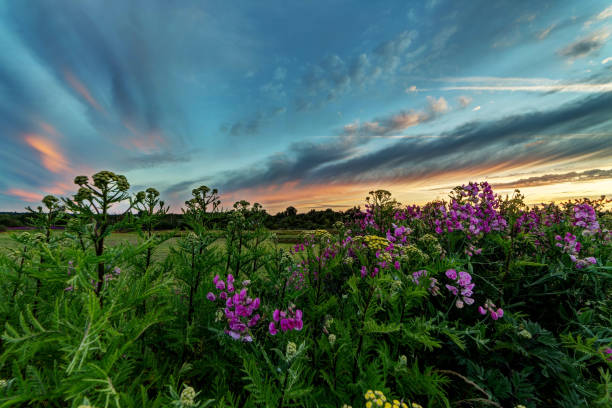 dramatic clouds at sunset, with flowers in the foreground