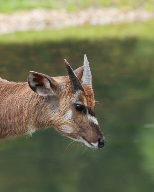 istock Young male of sitatunga antelope 822092508