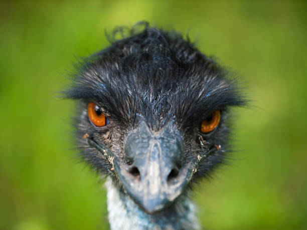istock Head of emu bird 822092628