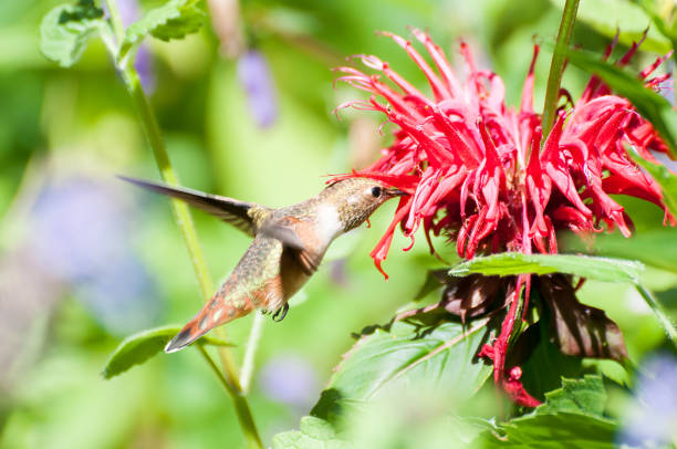 istock Hummingbird eating red flowers 822092776