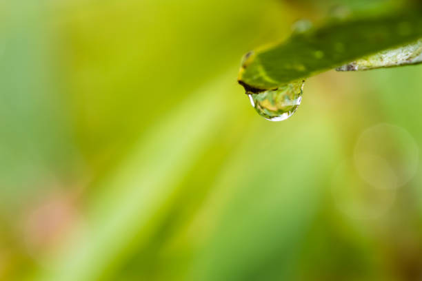 istock Macro of very small water drop on grass 822096210