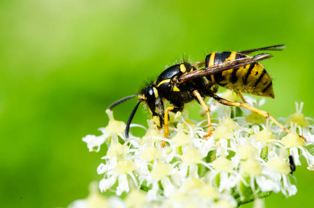 istock Closeup shot of a wasp 822096338