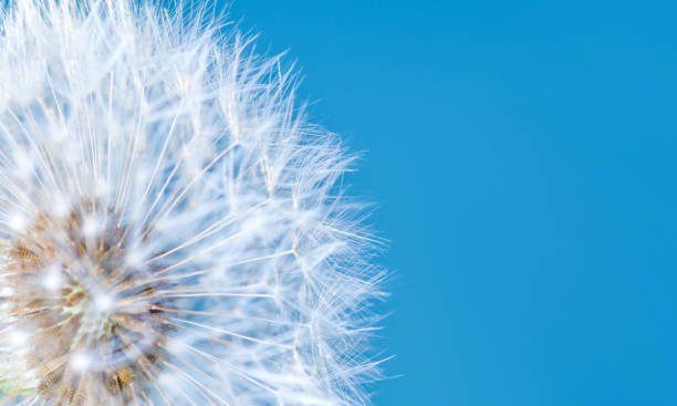 istock Dandelion Flower on Blue Sky Background 822101654