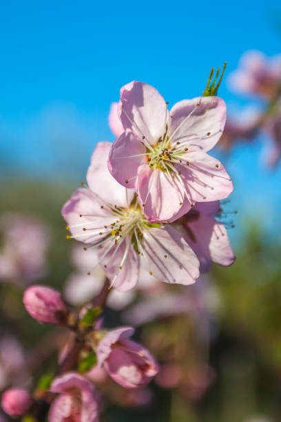 süßer pfirsich blüten im zeitigen frühjahr, bienen nahrung - georgia peach stock-fotos und bilder
