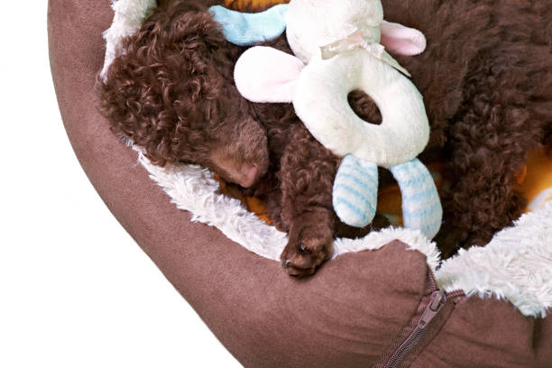istock Miniature Poodle Puppy In His Bed 822114710