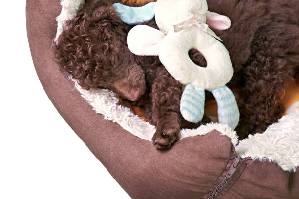 istock Miniature Poodle Puppy In His Bed 822115036