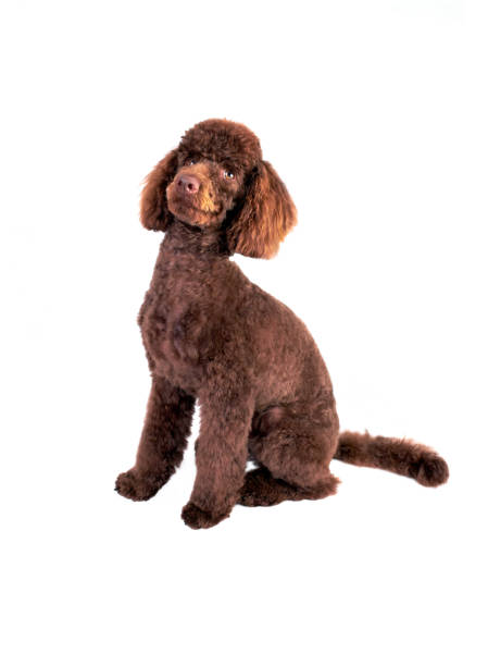 istock Miniature Poodle Puppy 822116402
