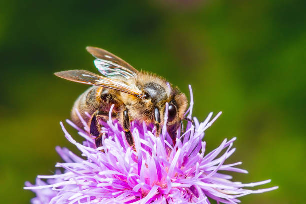 istock Honey Bee Pollinating Agrimony Flower 822119738