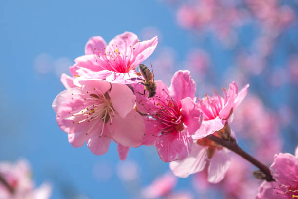 douces fleurs de pêchers au début du printemps, nourriture des abeilles - georgia peach photos et images de collection