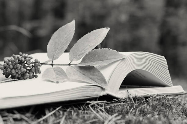 istock An open book on the grass decorated with a branch with berries. 822120146