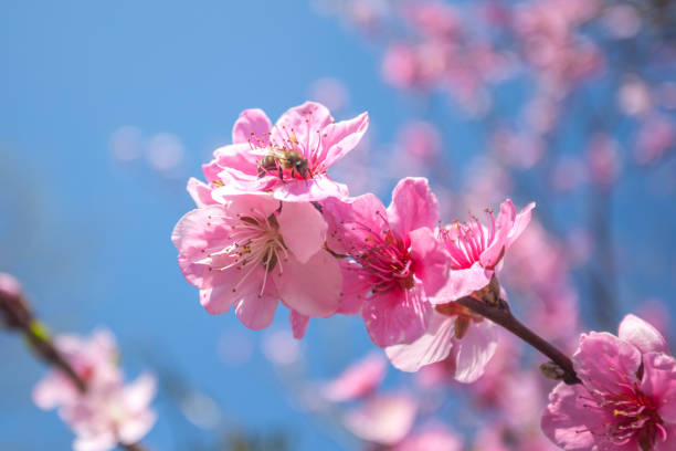 сладкий персик цветет ранней весной, пчелы пищи - georgia peach стоковые фото и изображения