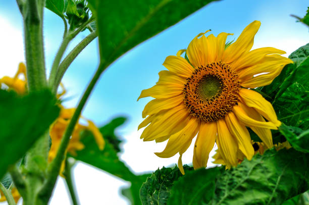 istock Suns in the garden 822129260