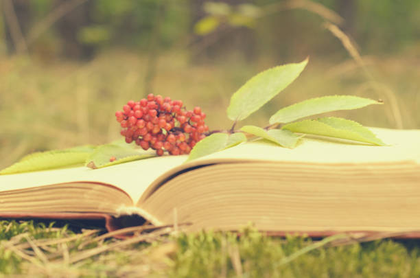 istock An open book on the grass decorated with a branch with berries. 822134410