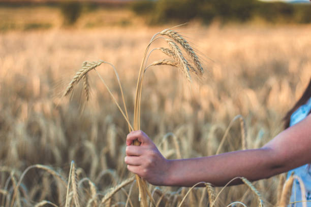 istock Girl holding wheat in their hand. 822139100