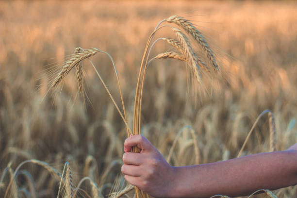istock Girl holding wheat in their hand. 822142860