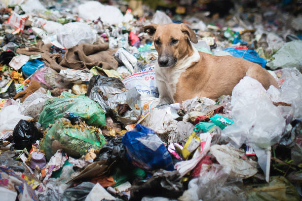 istock Dogs in garbage dumping grounds trash garbage in India 822147128