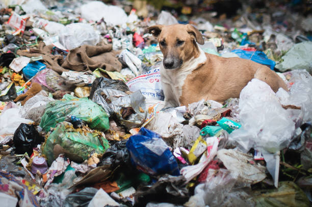 Dogs in garbage dumping grounds trash garbage in India Dogs in garbage dumping grounds trash garbage in India bharatpur photos stock pictures, royalty-free photos & images