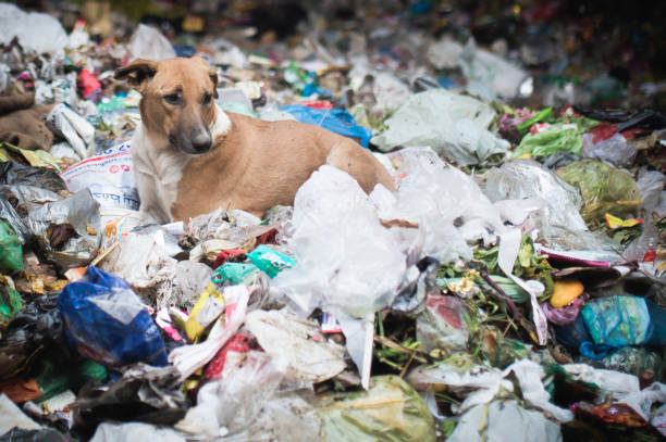 istock Dogs in garbage dumping grounds trash garbage in India 822147138