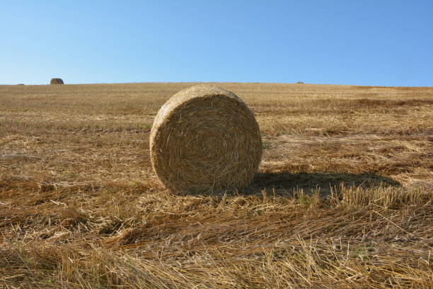 istock A Straw bales on harvested field with blue sky 822150978