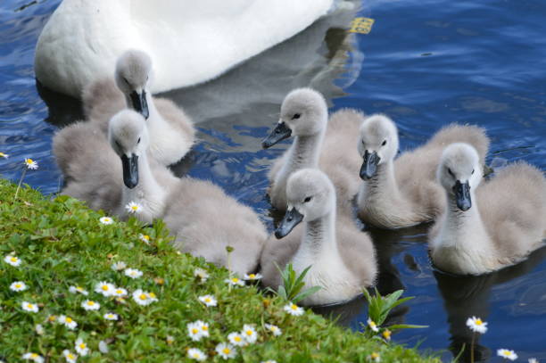 istock cygnets with their mother 822151198