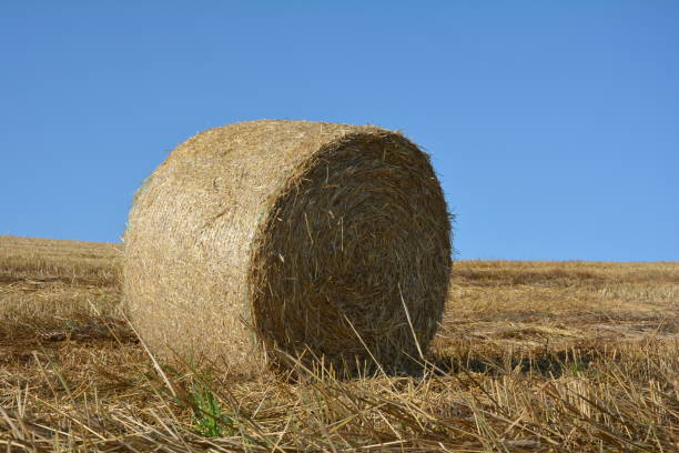 istock A Straw bales on harvested field with blue sky 822151348