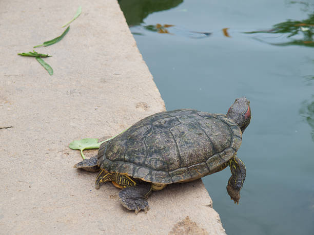 istock Turtle in the pool  in thailand. 822154972
