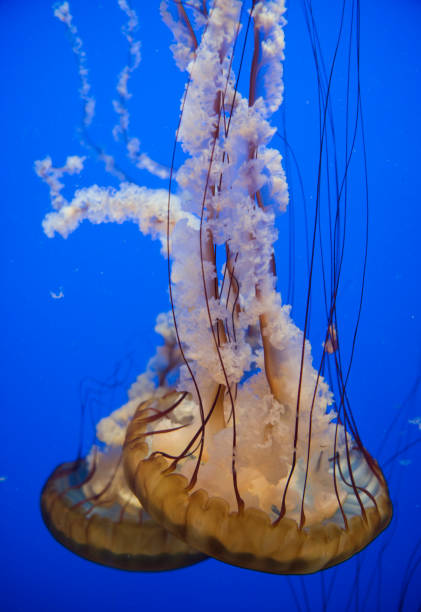 istock Jellyfish in Aquarium 822155460