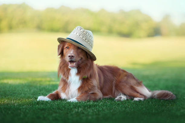 istock A dog in a hat lies on the grass 822161872