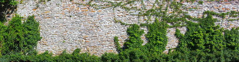 old wall overgrown with ivy as panorama