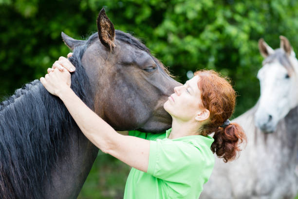 istock Veterinarian performing chiropractics at horse 822163032
